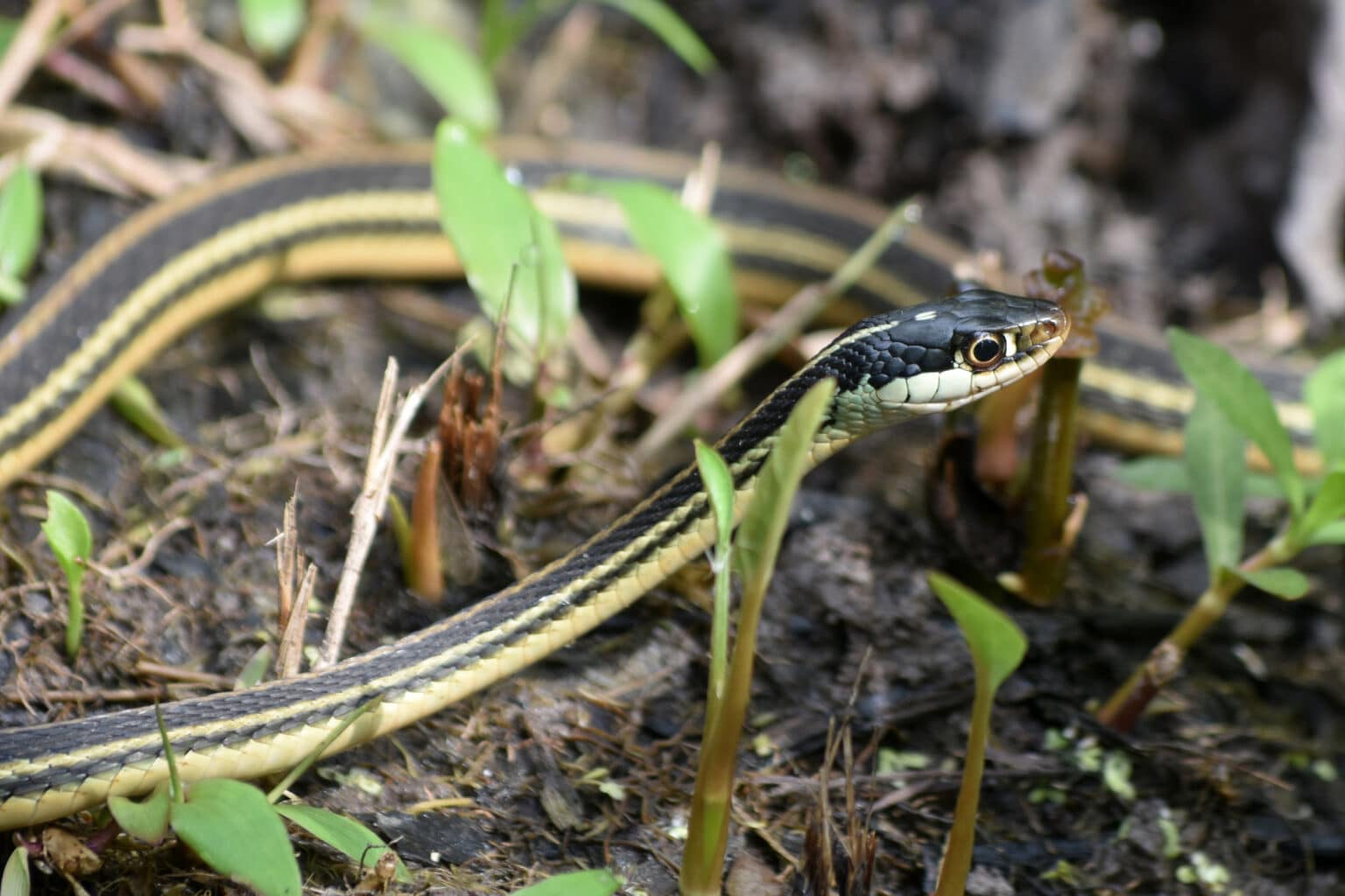 How To Get Rid of Snakes and Keep Them Away