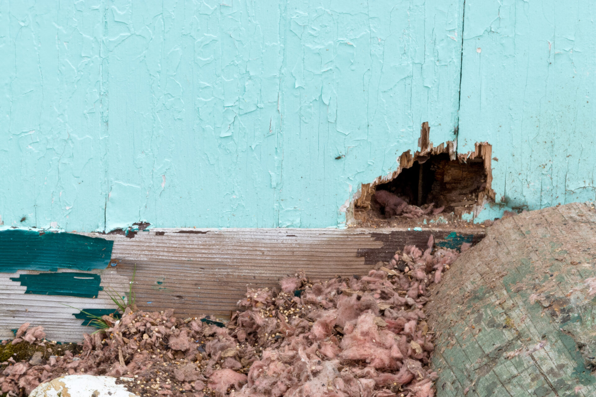 Exterior house wall with pest damage