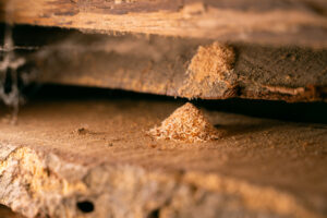 Close-up of work of wood pest insects.