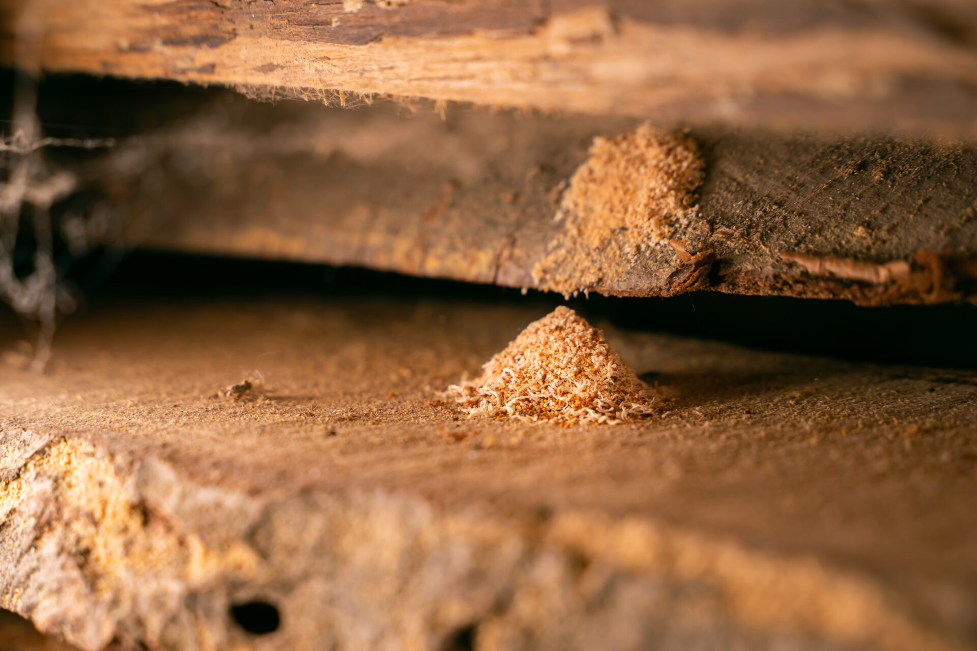 Close-up of work of wood pest insects.