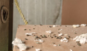 Lots of mice poop on cardboard box with ceiling insulation pieces. Close up of many rodent droppings in service room, showing massive mice infestation in building.