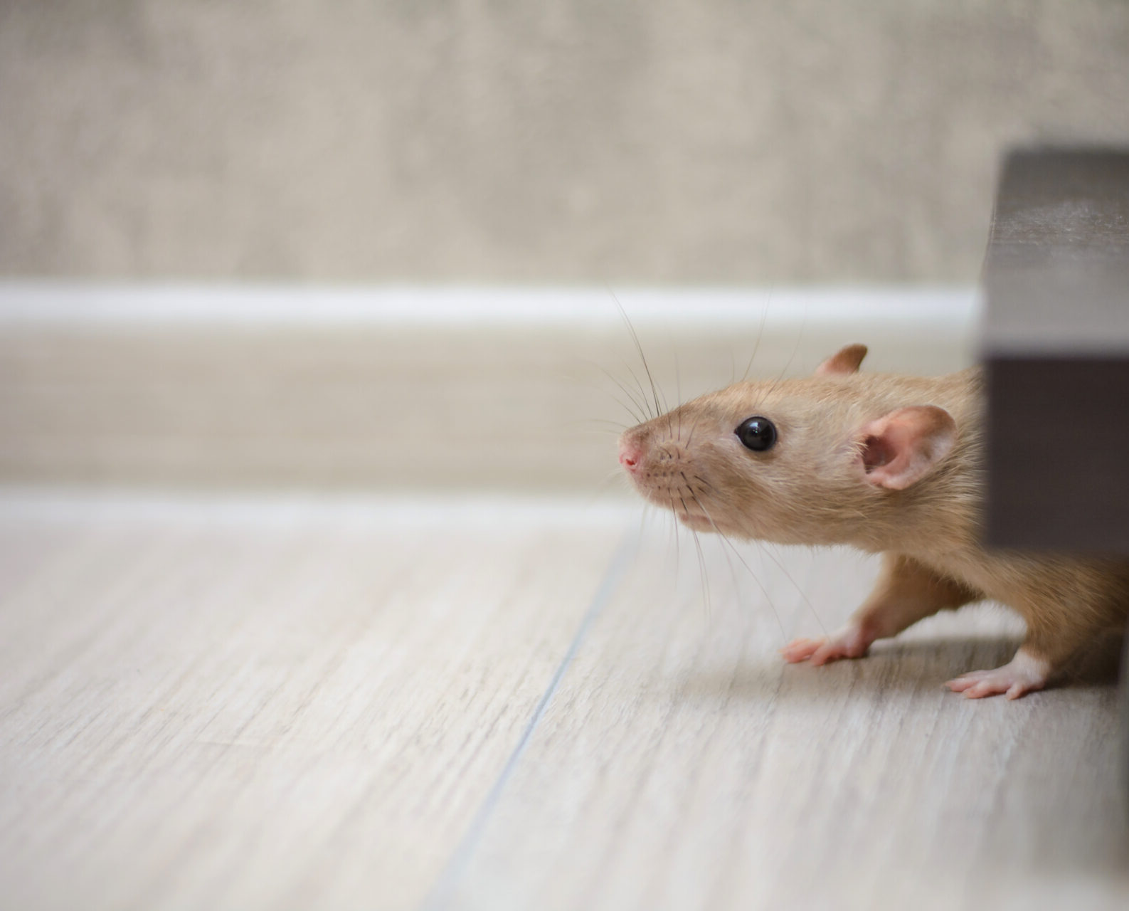 mouse peeking out from under molding