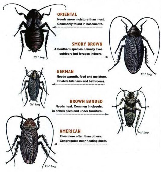 Graphic displaying various cockroach types