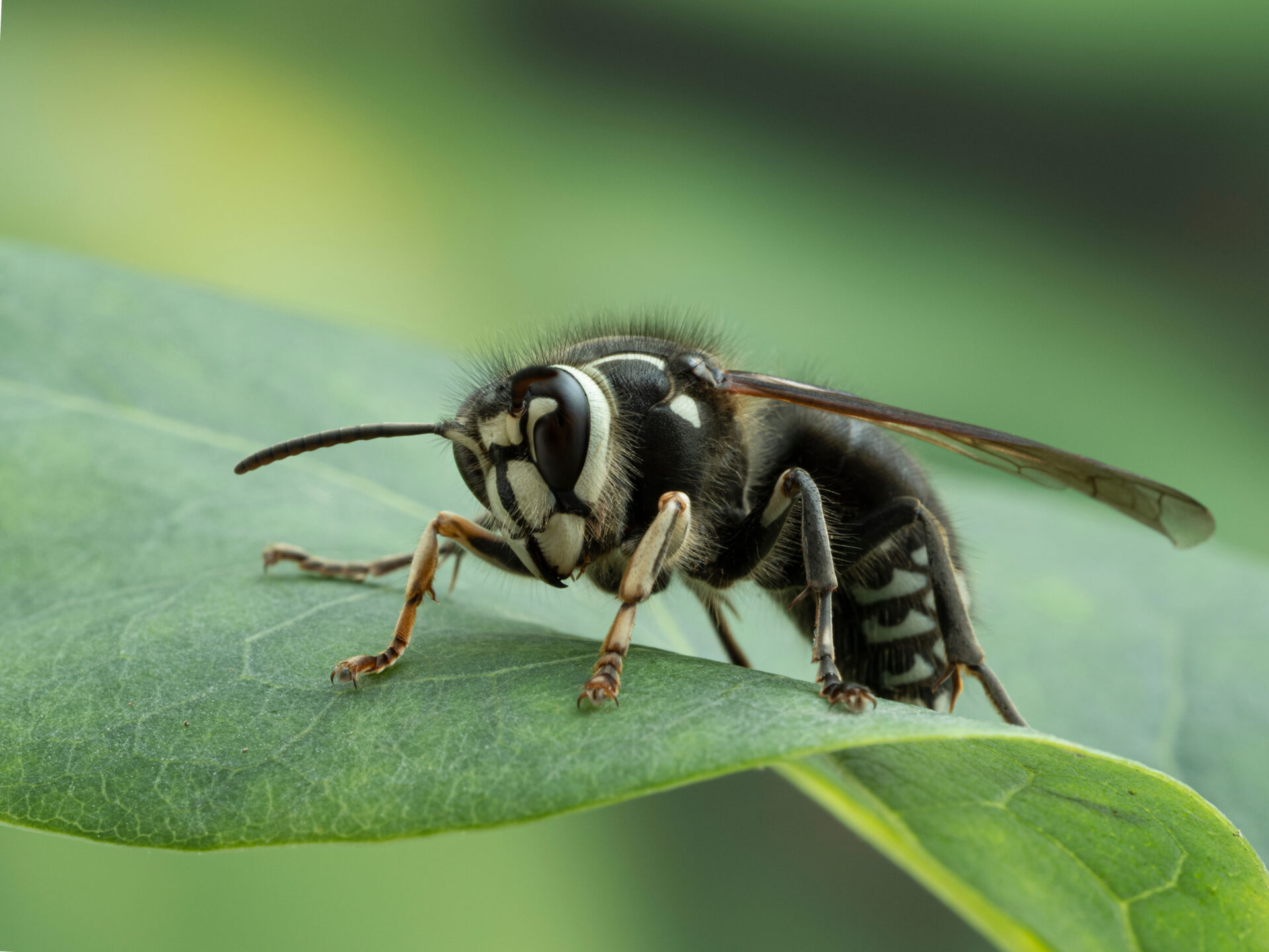 bald faced hornet, Dolichovespula maculata, on lilac leaf