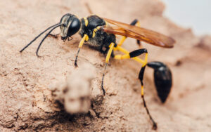 Black and yellow mud dauber wasp standing on the ground.