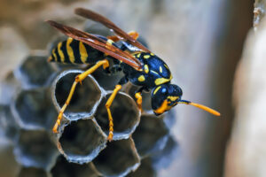 Paper Wasp Queen