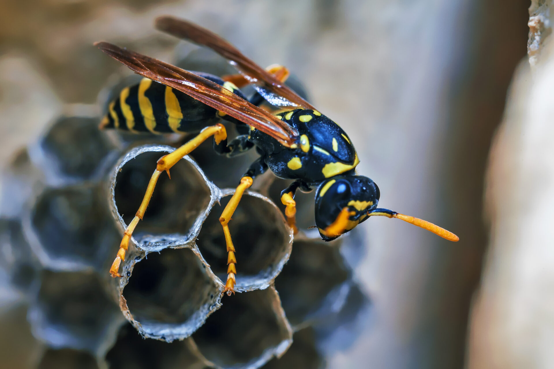Paper Wasp Queen