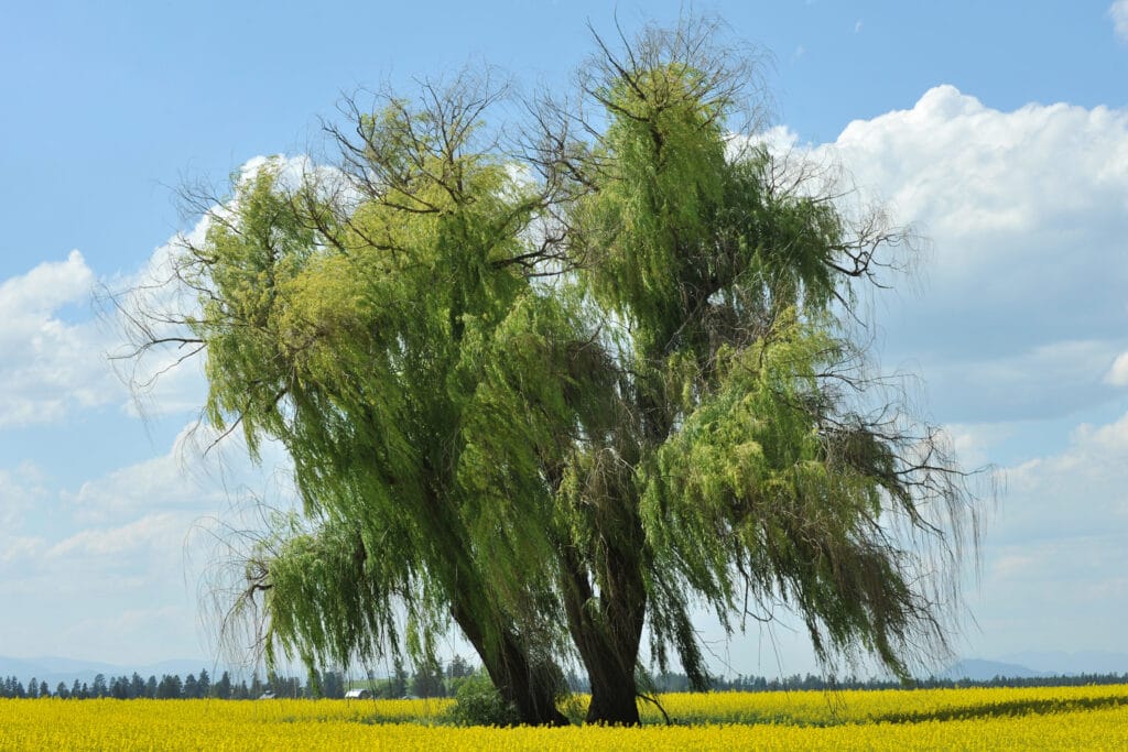 Everything You Need to Know About Willow Hybrid Trees