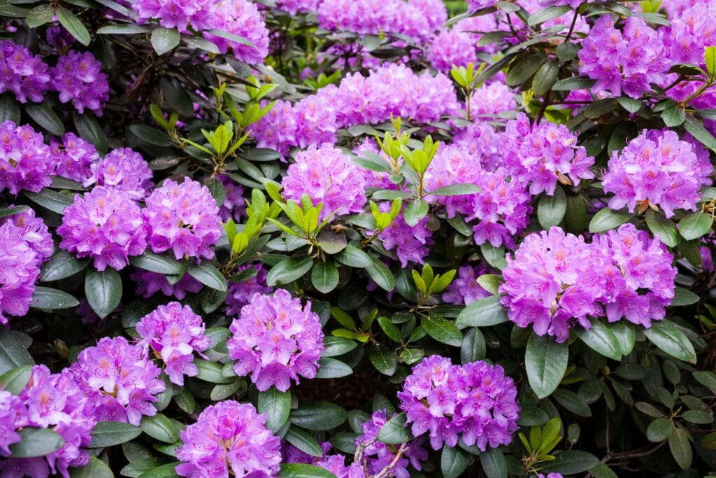 Lavender Rhodesian Everything You Need to Know About Lavender Rhododendrons