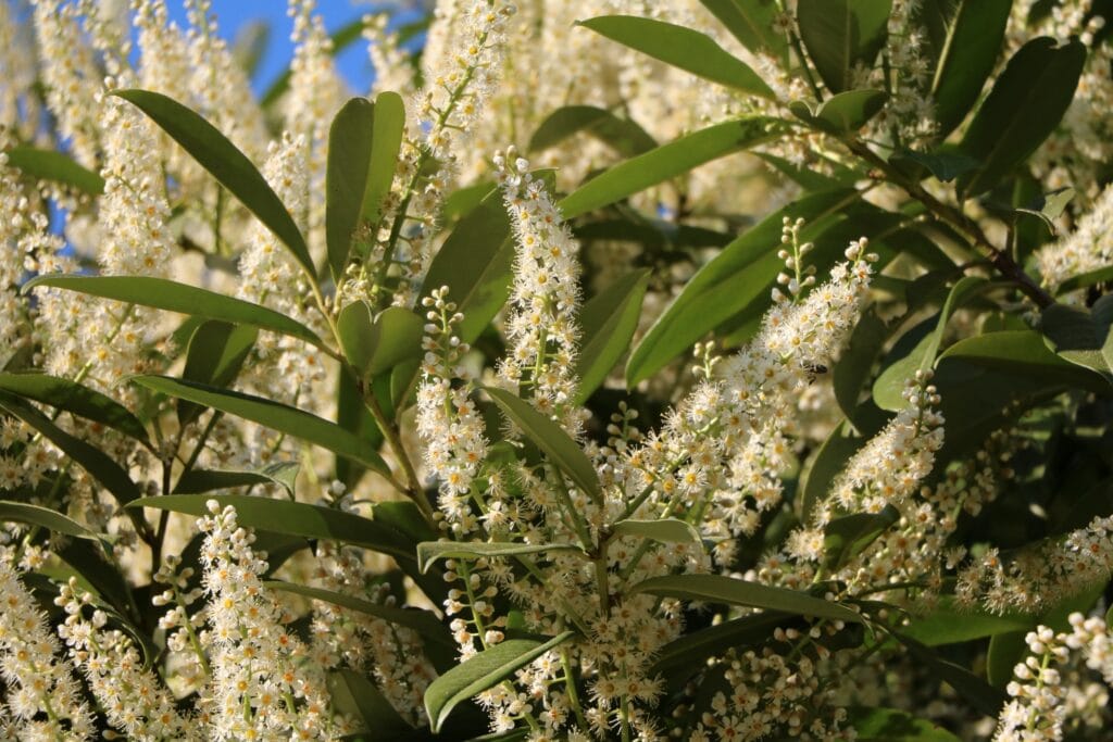 Everything You Need to Know About Skip Laurel Trees