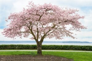 Cherry Tree