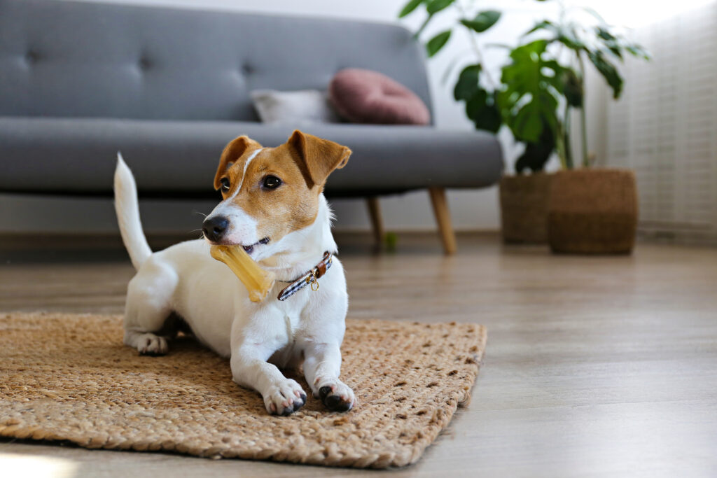 How Much Does Pet Insurance Cost? (2024 Pricing)
