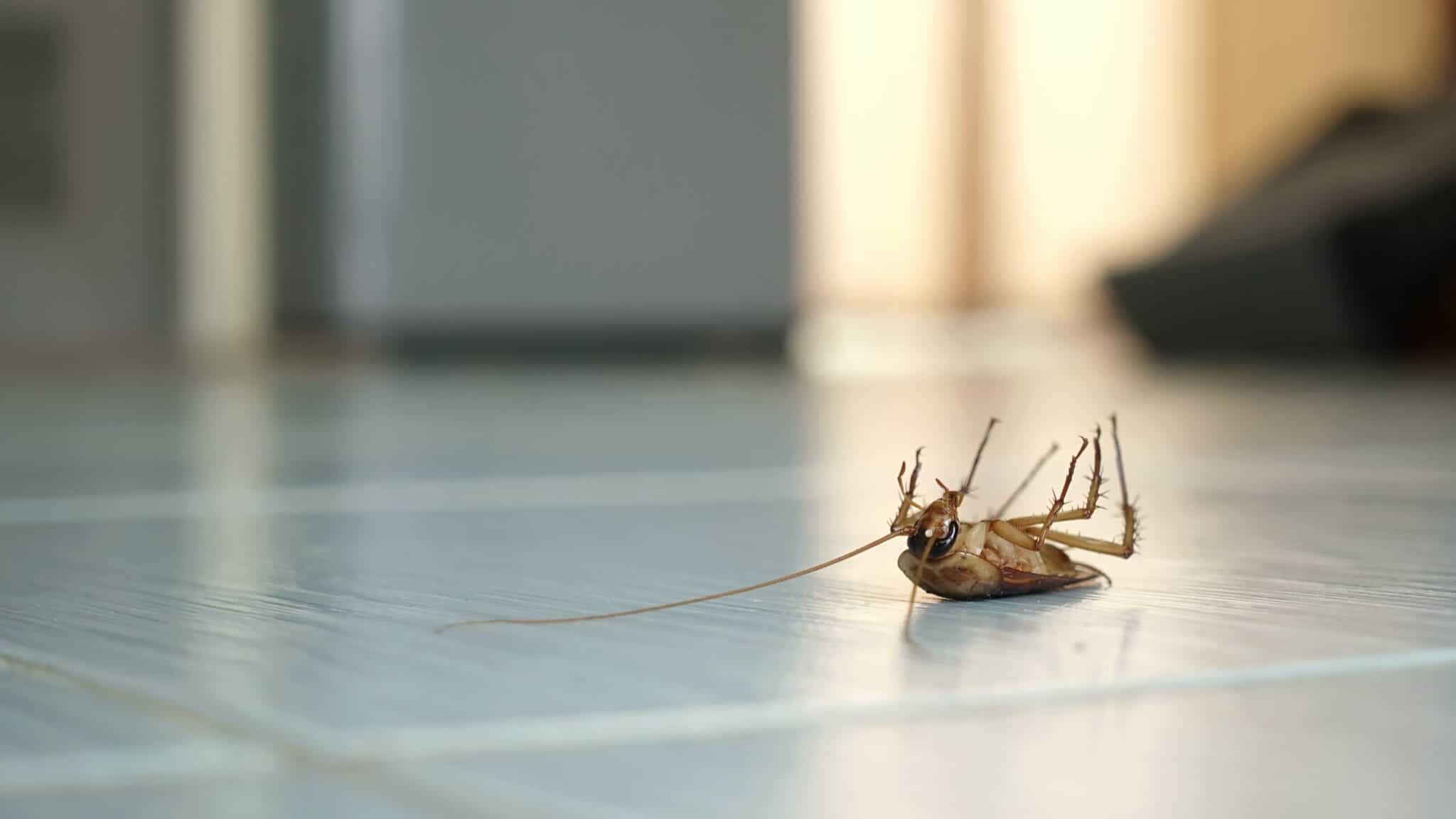 Dead cockroach on the floor after being hit by pesticides