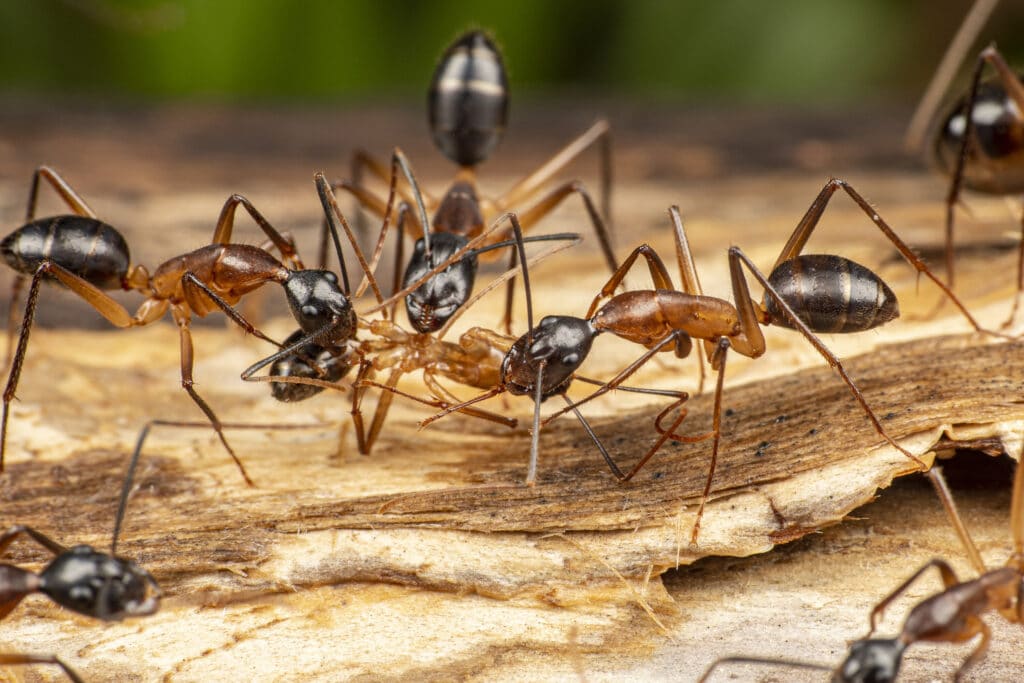 How to Get Rid of Carpenter Ants