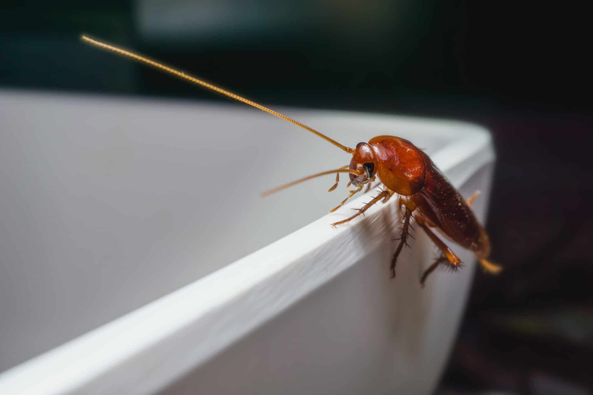 Close up Cockroach on white a bowl