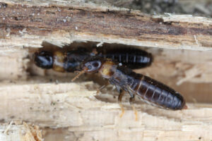 Yellownecked Dry-wood Termite (Kalotermes flavicollis). Two individuals in the wood.