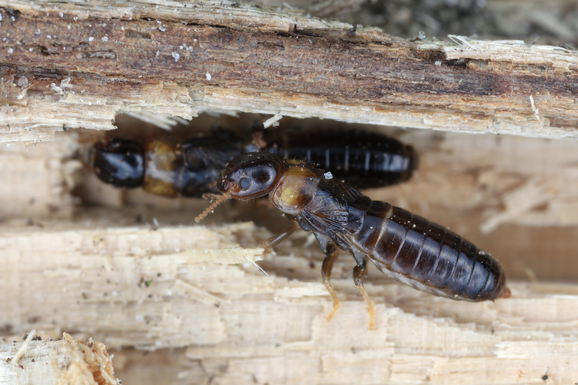 Yellownecked Dry-wood Termite (Kalotermes flavicollis). Two individuals in the wood.