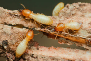 Termites destroying wood in close-up: pest control needed