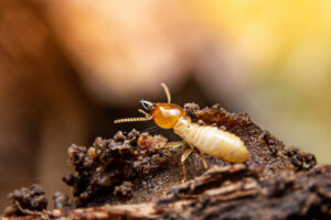 Selective focus of the small termite on decaying timber.