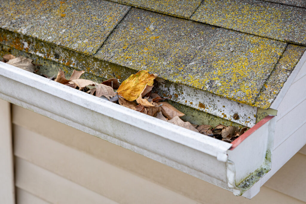 Close-up of roof gutters with mold and mildew and full of leaves.