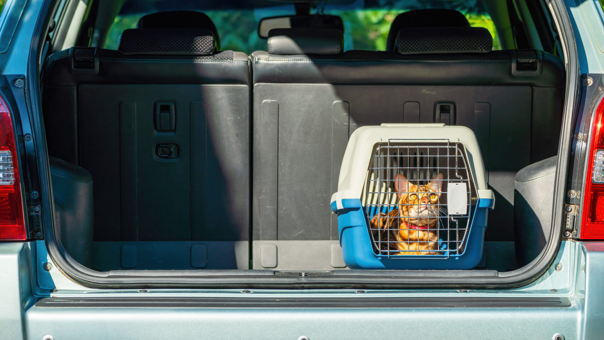 orange cat inside a pet carrier in the trunk of a car