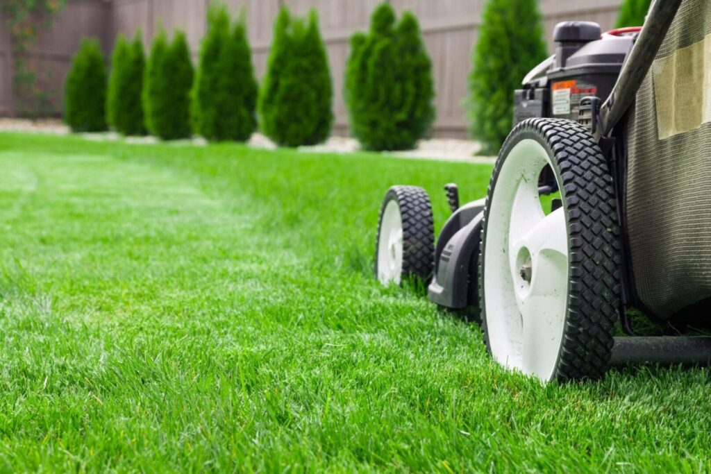 lawn improvement