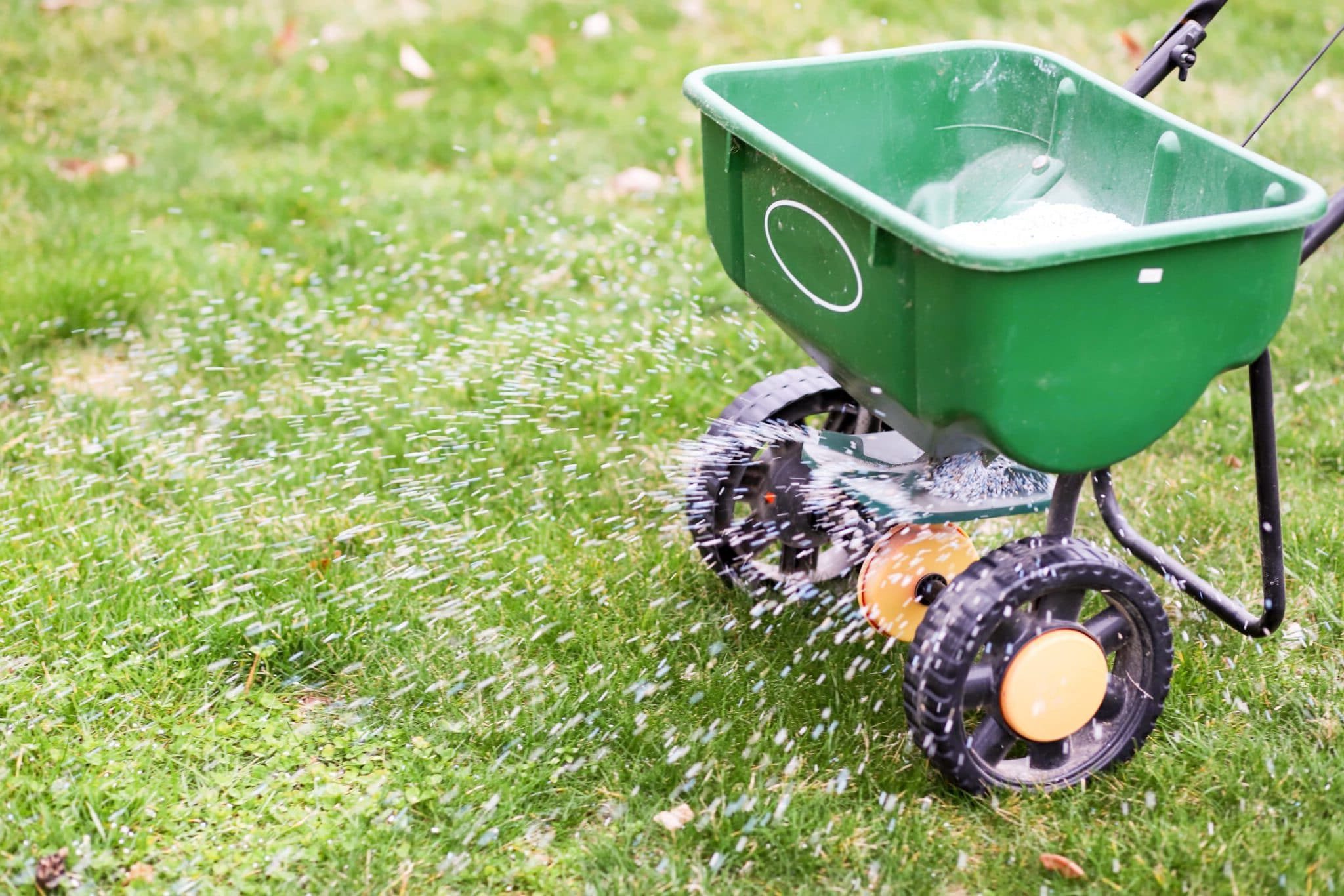 Fertilizer pellets being sprayed onto a lush green lawn