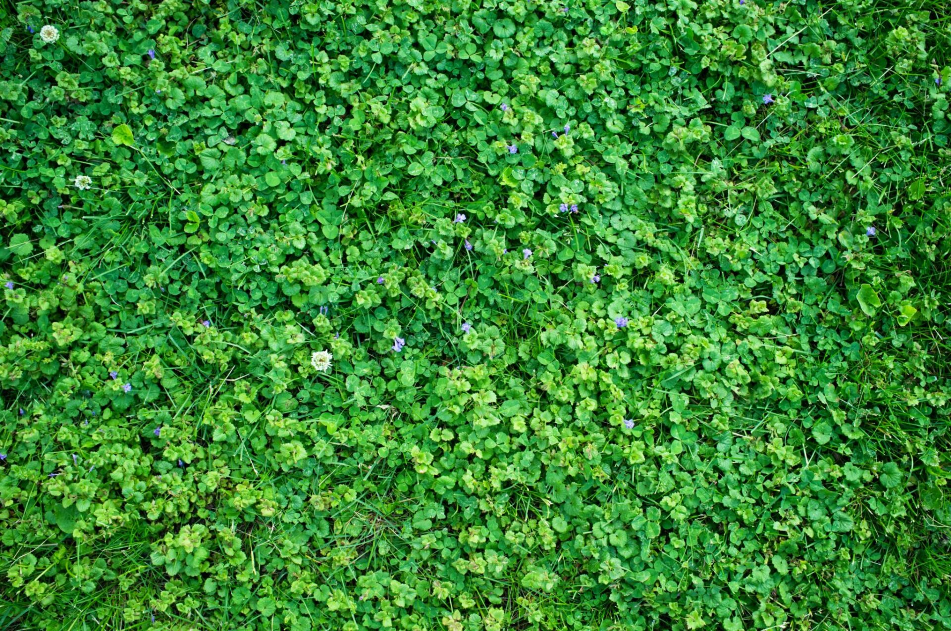 Creeping Charlie covering an outdoor wall