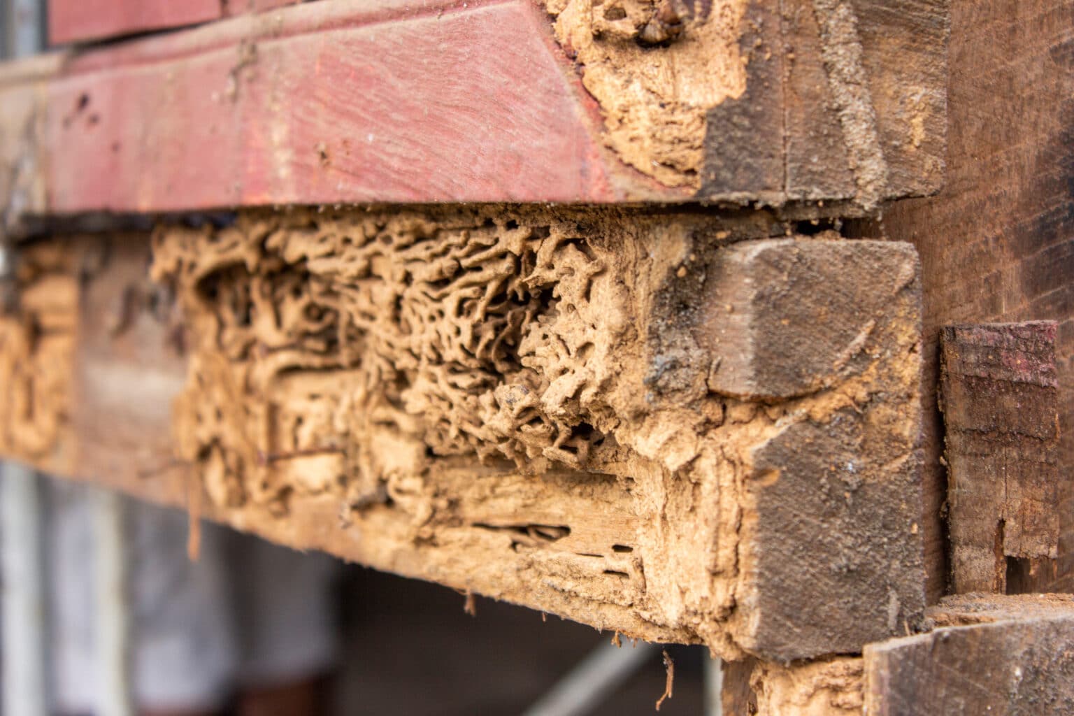 How Much Does a Rat Exterminator Cost? (2024)