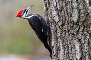 Woodpecker on tree