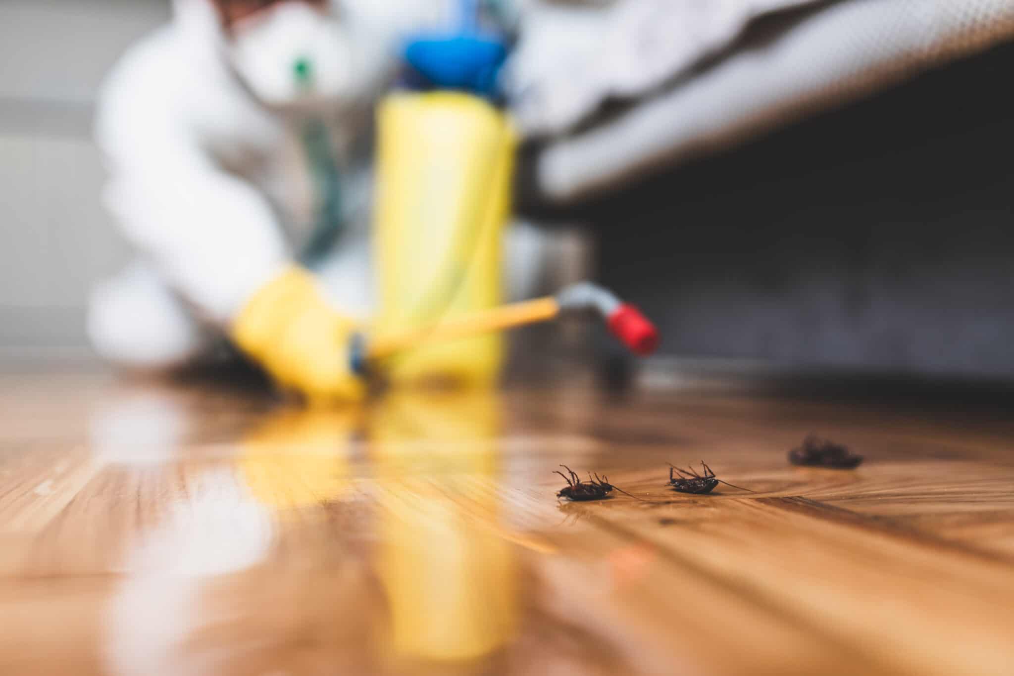 Mice Exterminator Cost (2026 Guide)