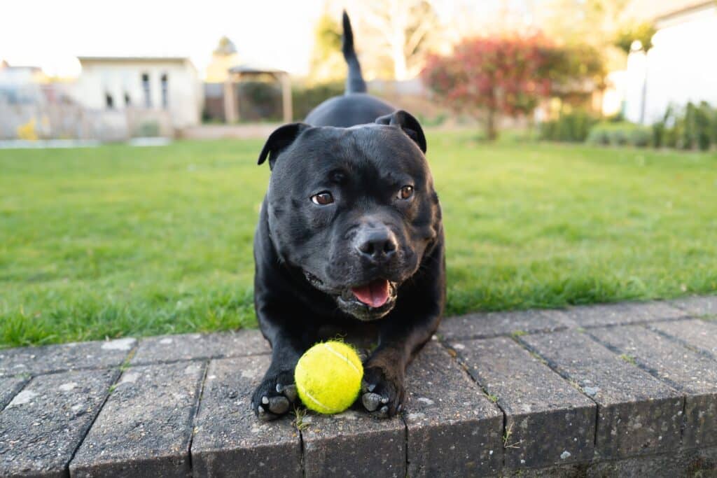 Best Pet Insurance in California (CA) 2024 Guide