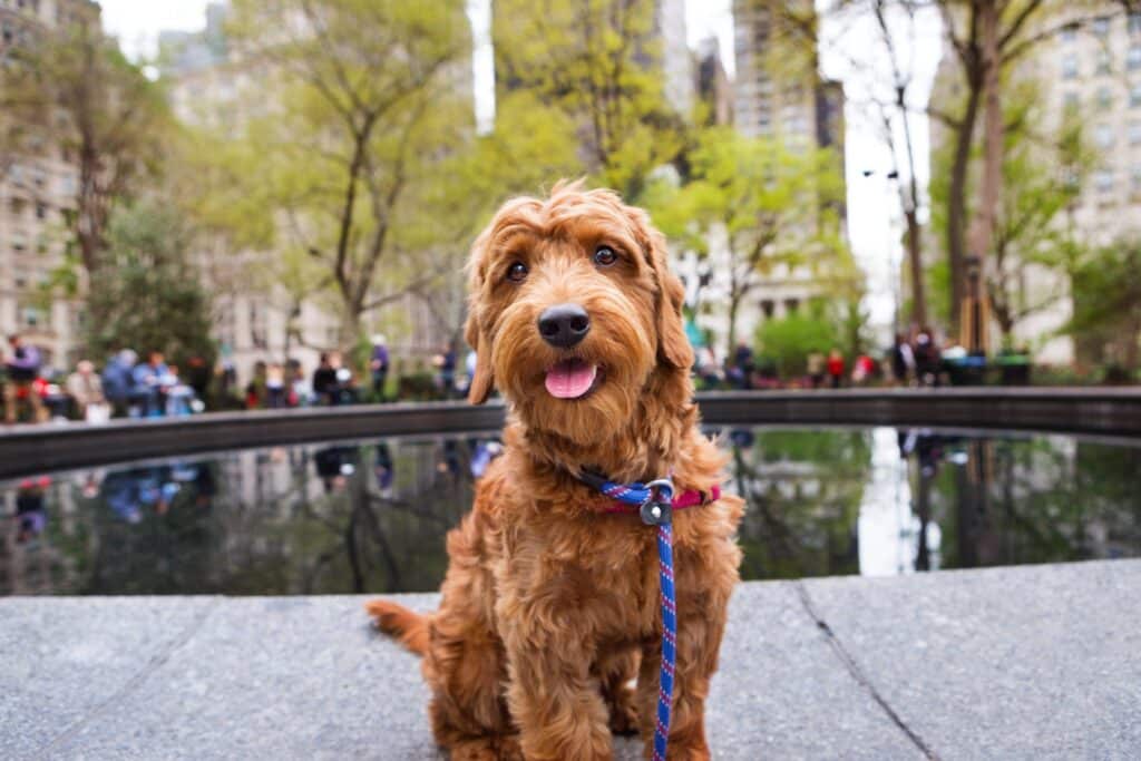 Best Pet Insurance in New York City (2024 Reviews)
