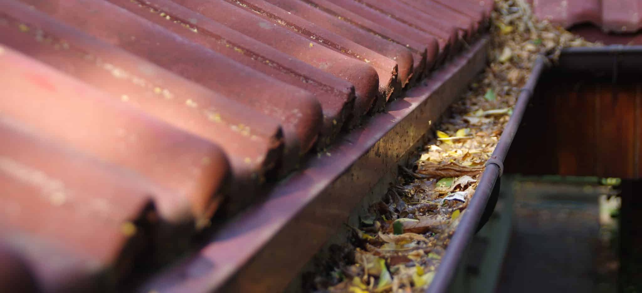 Clogged gutter with leaves in need of cleaning
