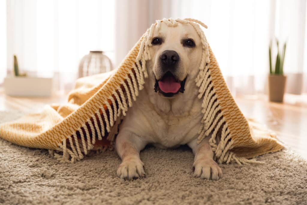 Best Pet Insurance in