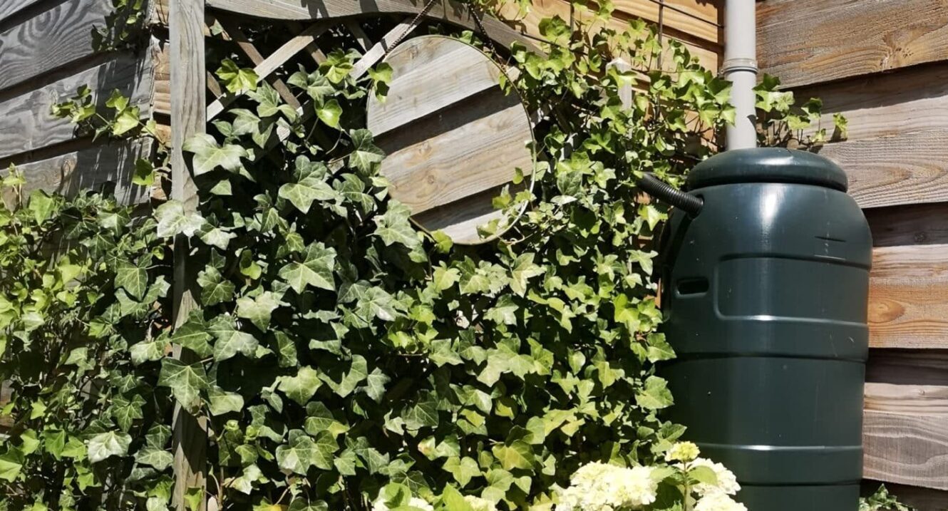 Rain barrel connected to gutter system.