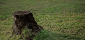 stump removal