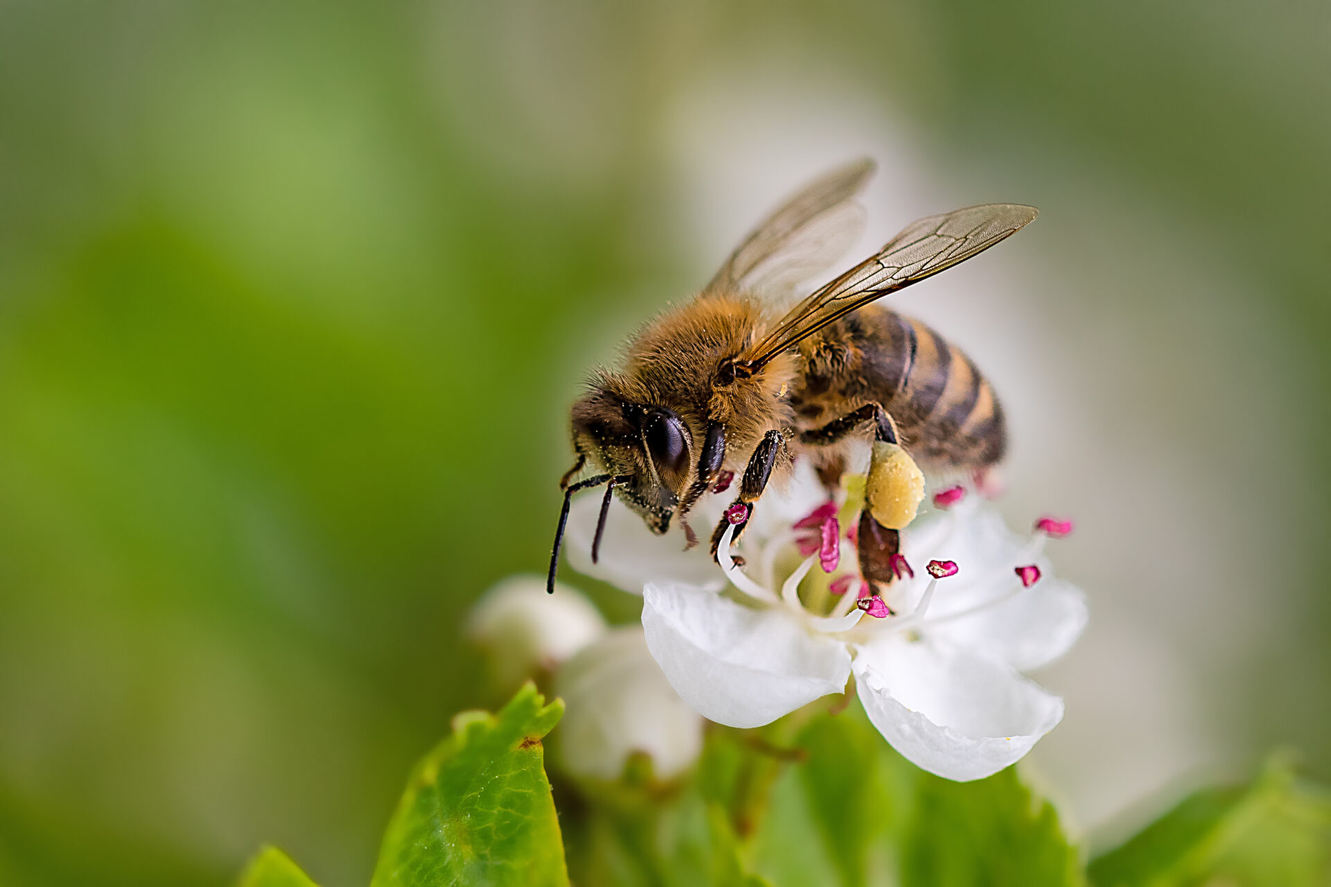 Close-up of a pollen loaded bee on a white flower on a sunny day