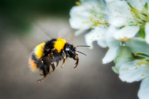 In flight flying bumblebee in spring on fruit tree blossom