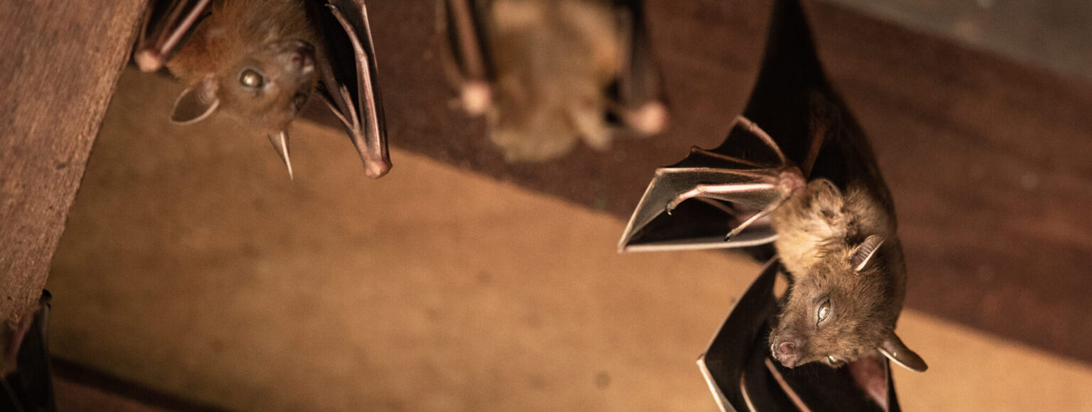 How Much Does Bat Removal Cost? (2024 Guide)