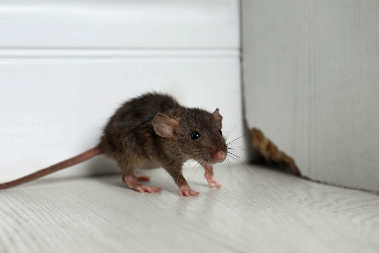 How to Get Rid of Mice in the Walls