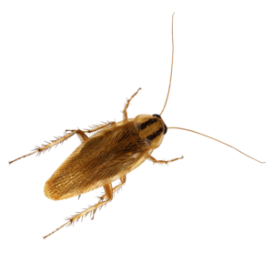 How To Get Rid of German Cockroaches
