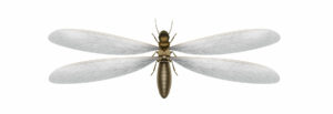 Illustration of differences flying termite from a flying ant