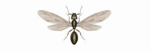 Flying ant illustration.