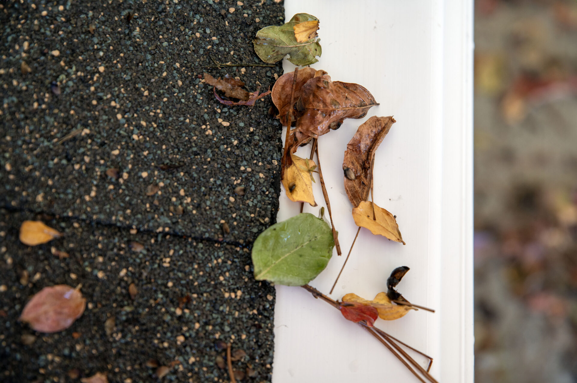 The 5 Best Gutter Guards for Pine Needles (2024 Guide)