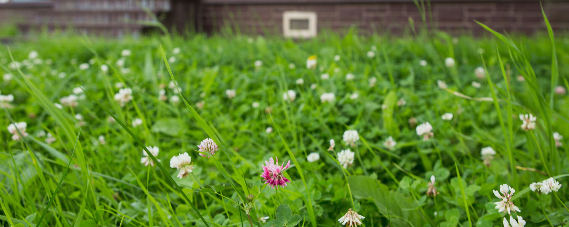 Clover lawn with some flowers with a wooden house with a terrace in the distance.