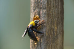 Carpenter bee drilling holes in wood full of sawdust. Close up of Tropical bumble bee (Xylocopa latipes). Explore the world of insects.