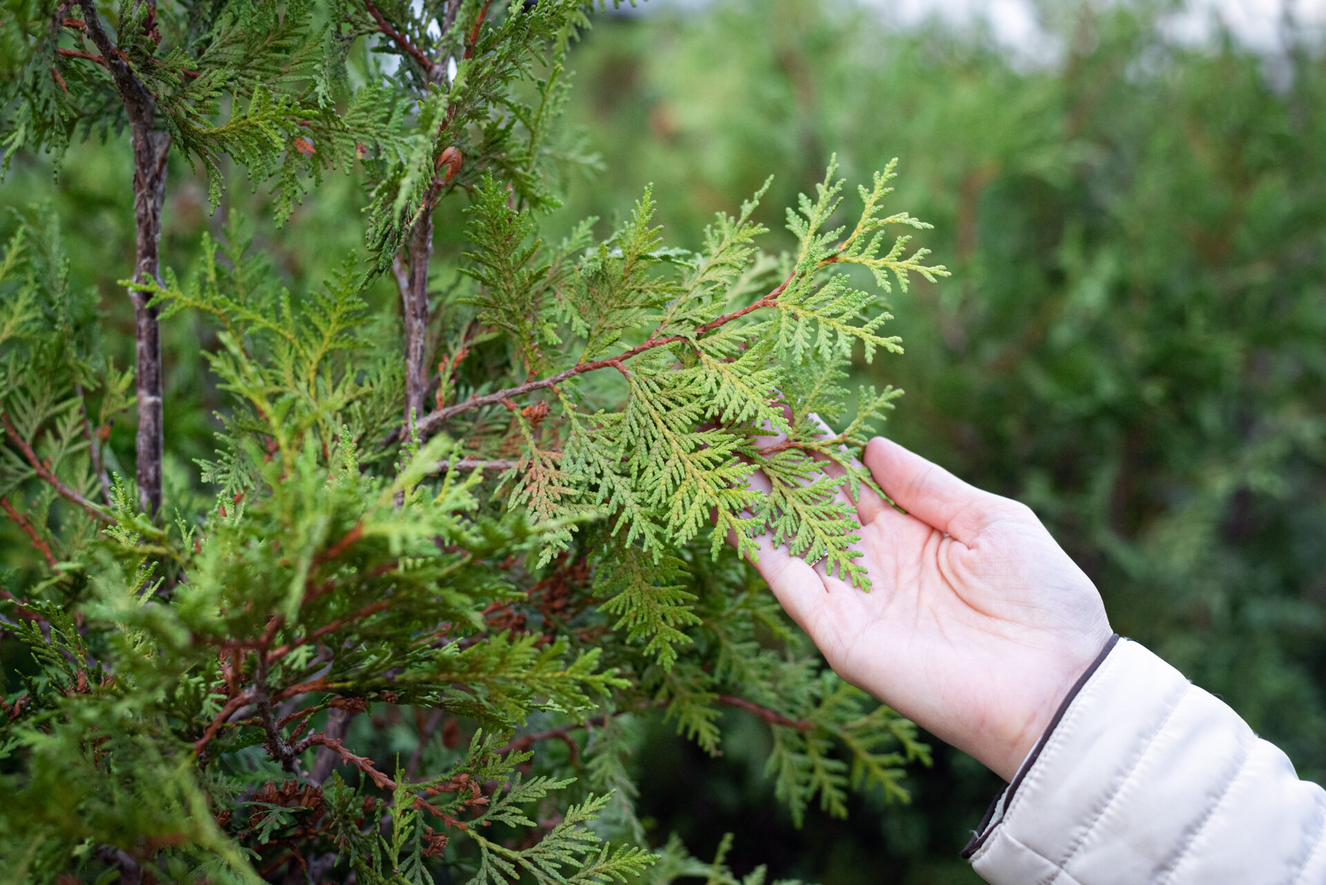 Gardener is touching thuja green branches