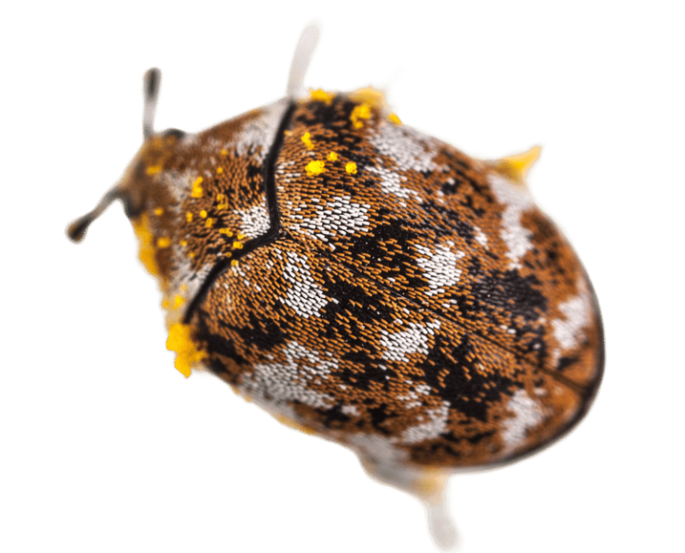 How to Get Rid of Carpet Beetles