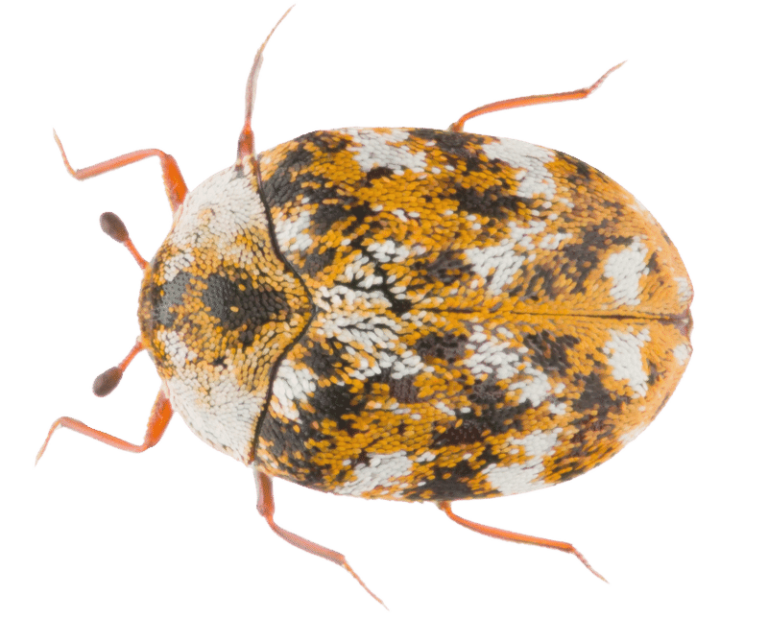 How to Get Rid of Carpet Beetles